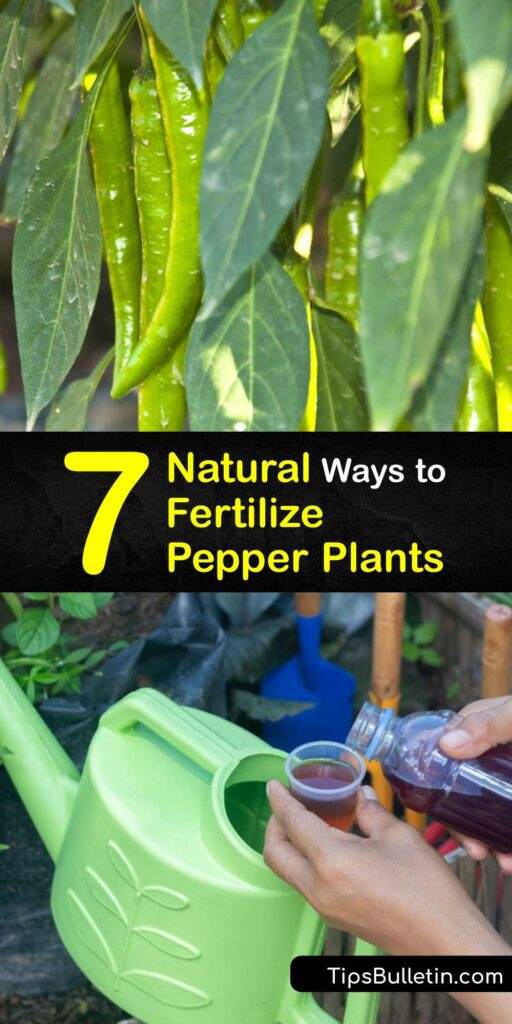Discover ways to make homemade organic fertilizer to feed your bell or chili pepper plant. It’s easy to make compost tea or banana peel liquid fertilizer to feed plants, and eggshells and Epsom salt enrich the soil. #homemade #fertilizer #peppers