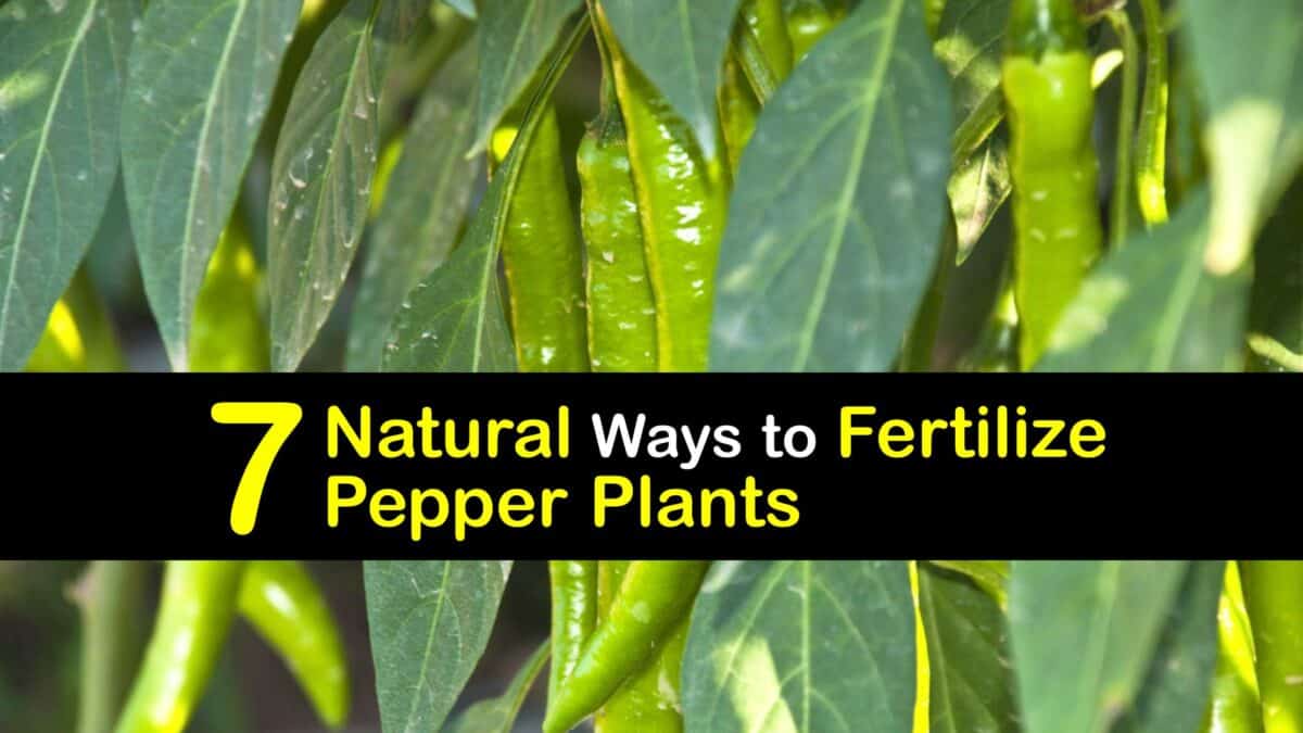 Fantastic Fertilizers for Peppers Homemade Pepper Plant Food