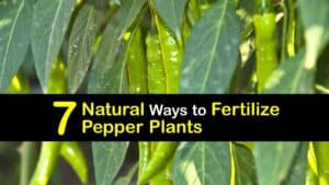 Homemade Fertilizer for Peppers titleimg1