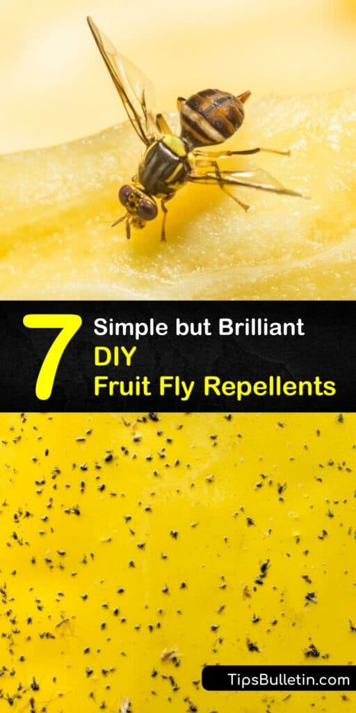 When fruit flies invade, take care of them quickly with home remedies. Make a fruit fly spray or DIY fruit fly trap using items like white vinegar, dish soap, apple cider vinegar, and plastic wrap. #homemade #fruit #fly #repellent