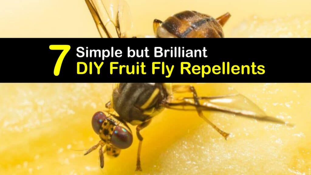 Homemade Fruit Fly Repellent titleimg1