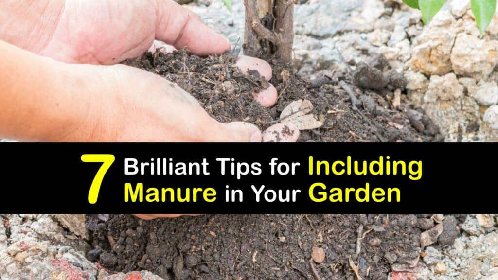 How to Apply Manure to Plants titleimg1