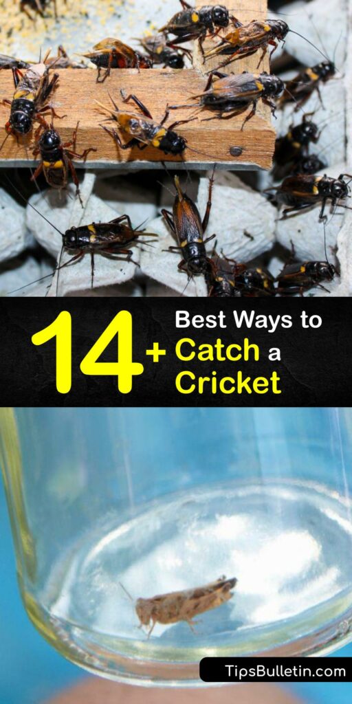 Discover ways to catch a house cricket or field cricket indoors and outside and prevent a cricket infestation. Male crickets are noisy, and it’s easy to capture them with bait like bread or molasses and a cricket trap. #howto #catch #crickets