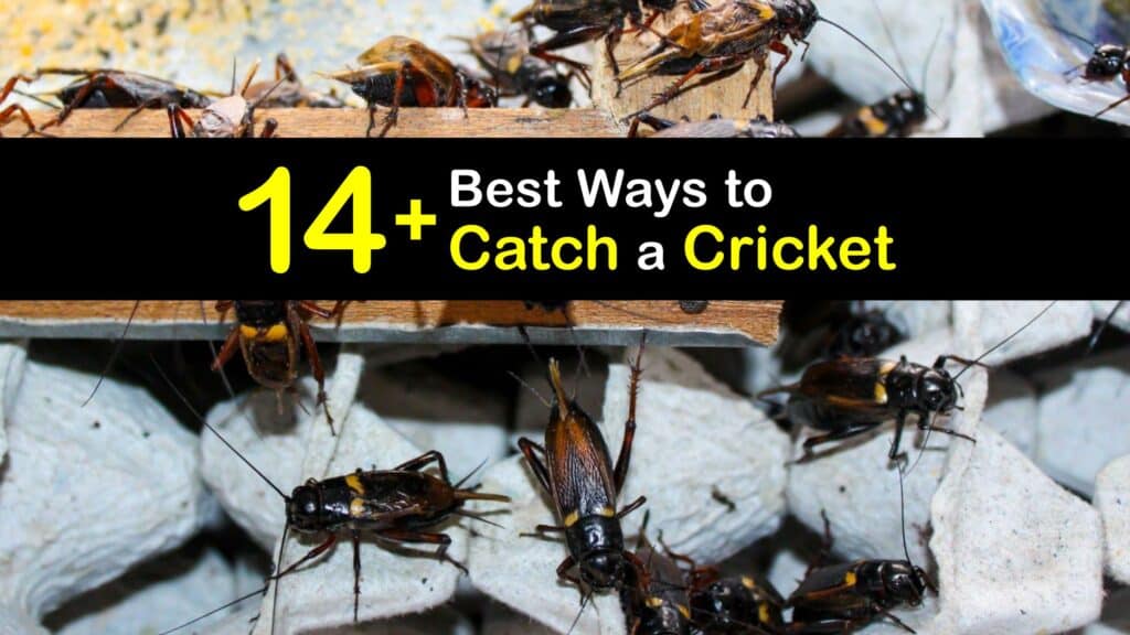 Catching Crickets - Smart Ways to Catch a Cricket