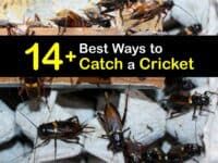 How to Catch a Cricket titleimg1