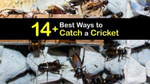 How to Catch a Cricket titleimg1