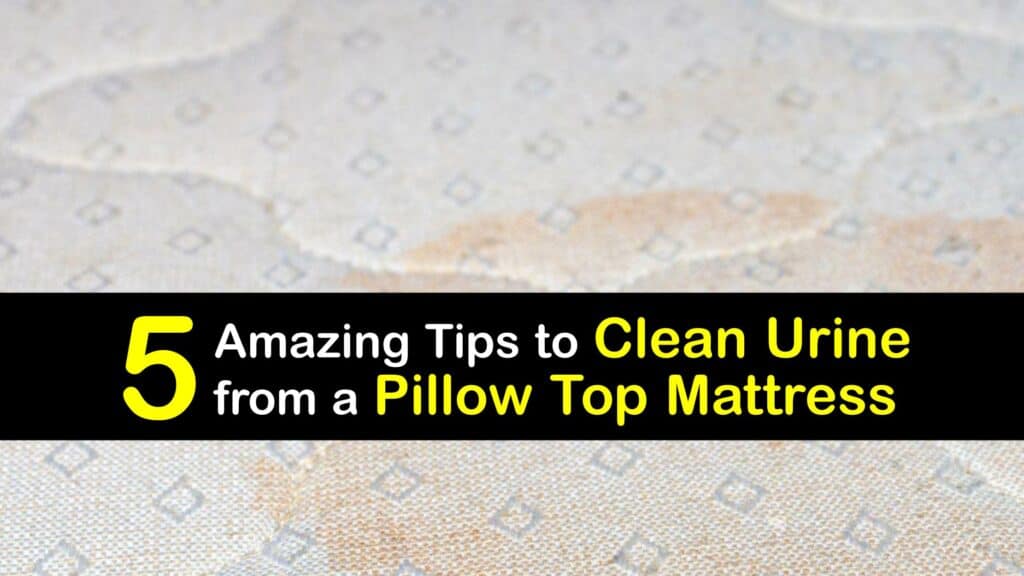 removing urine stain from pillow top mattress