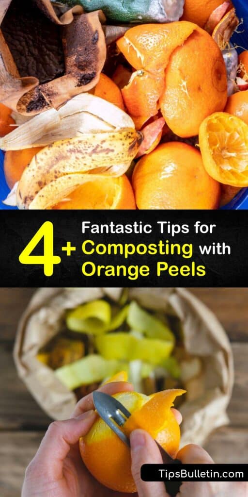 Learn how to recycle citrus peels in the compost pile and create rich fertilizer for your garden. The best way to compost a fresh orange peel or lemon peel is to cut it into small pieces to speed up the decomposition process in the compost bin. #compost #orange #peels