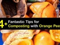 How to Compost Orange Peels titleimg1