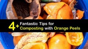 How to Compost Orange Peels titleimg1