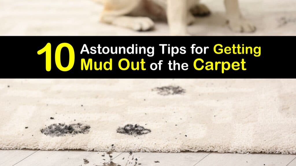 How to Get Mud Out of the Carpet titleimg1