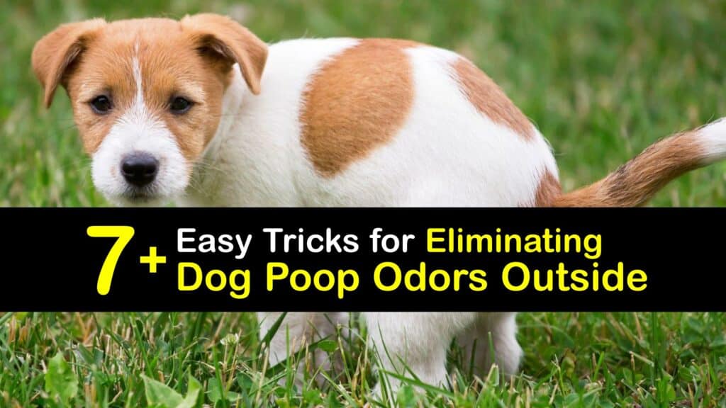 How to Get Rid of Dog Poop Smell Outside titleimg1