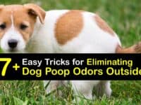How to Get Rid of Dog Poop Smell Outside titleimg1
