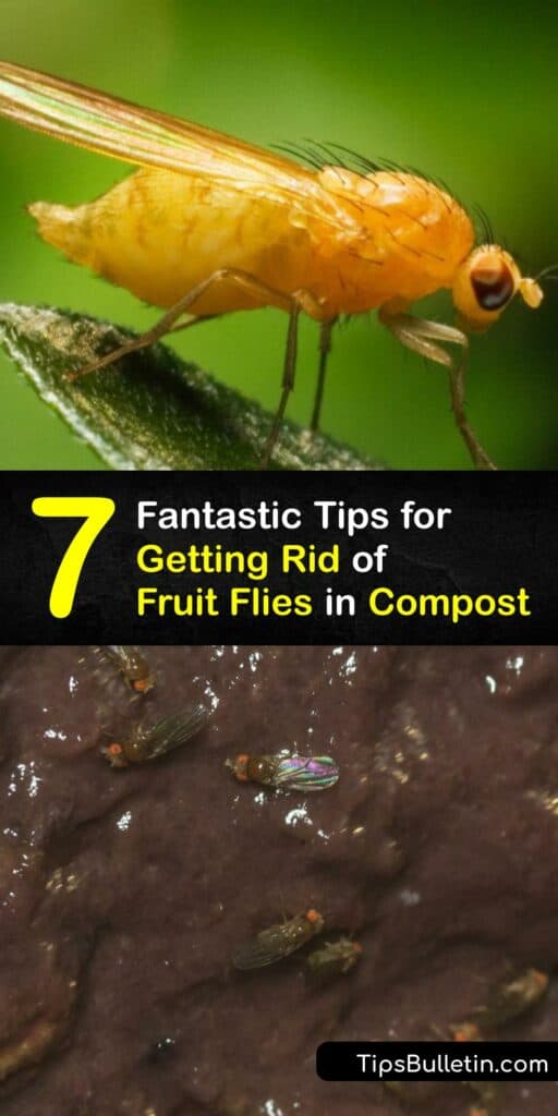 Discover ways to eliminate adult fruit flies and keep them out of the compost pile. Food waste and fruit in the compost draw vinegar flies, and it’s easy to kill them with a fruit fly trap. Keeping a lid on the compost bin prevents a fruit fly infestation. #howto #getridof #compost #fruit #flies