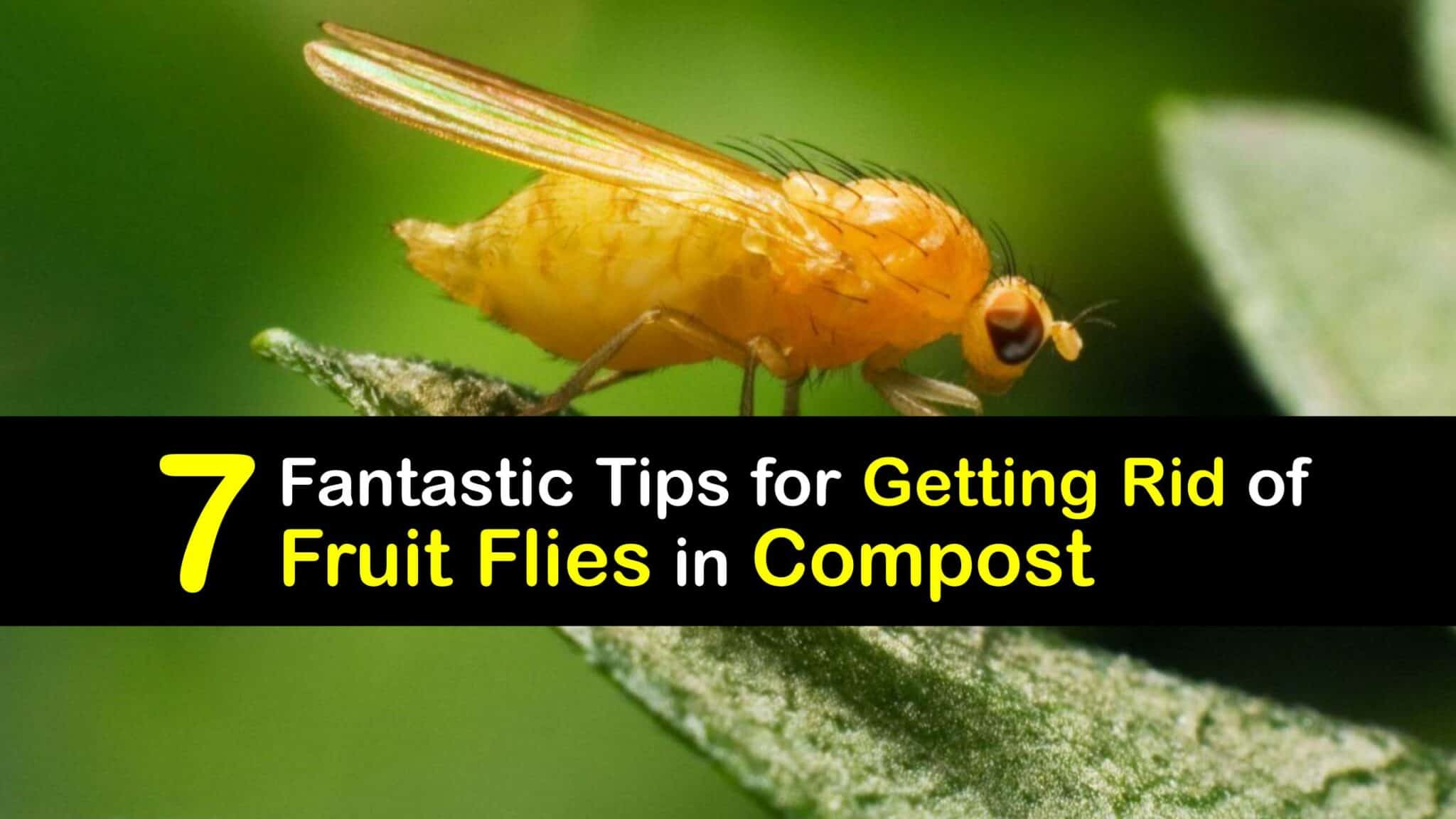 Flies in Compost Tips to Get Rid of Fruit Flies in the Composter