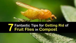How to Get Rid of Fruit Flies in the Compost Bin titleimg1
