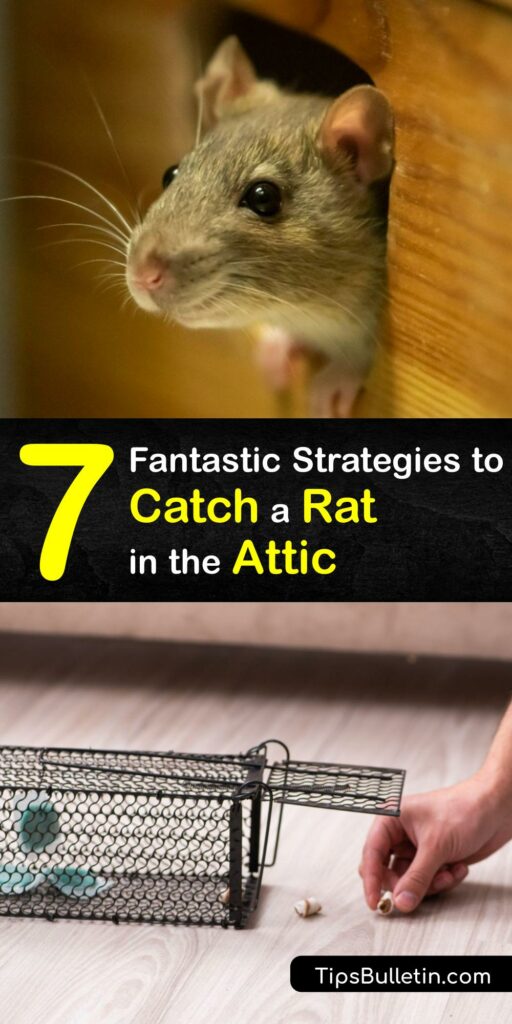 When you have a rat infestation, or any kind of rodent problem, you need rat control. Explore simple techniques for rat removal including a live rat trap, rat poison, and prevention measures. #get #rid #rats #attic