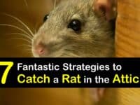 How to Get Rid of Rats in the Attic titleimg1
