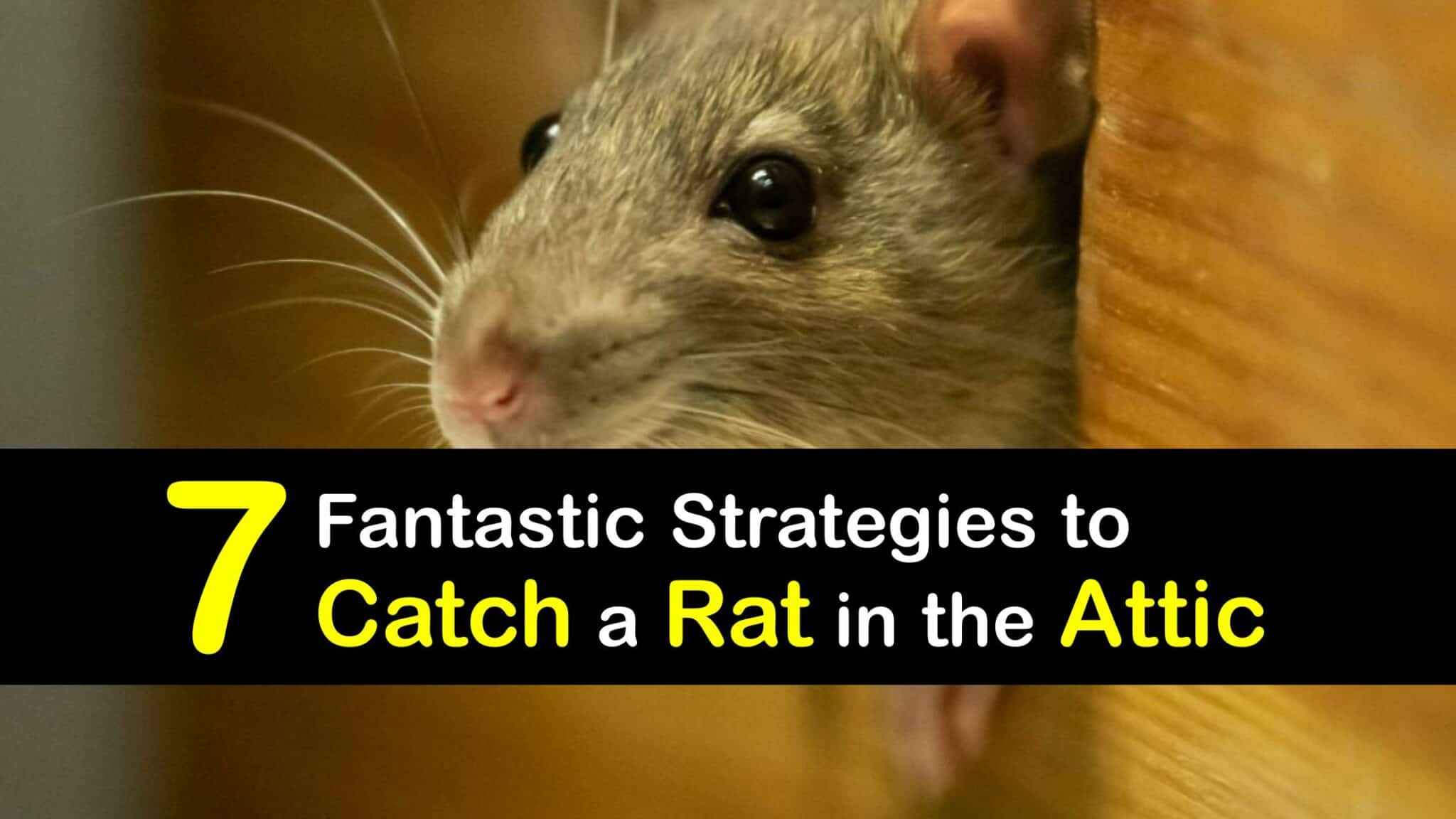 Controlling Attic Rats Easy Ways to Get Rid of Rats in the Attic