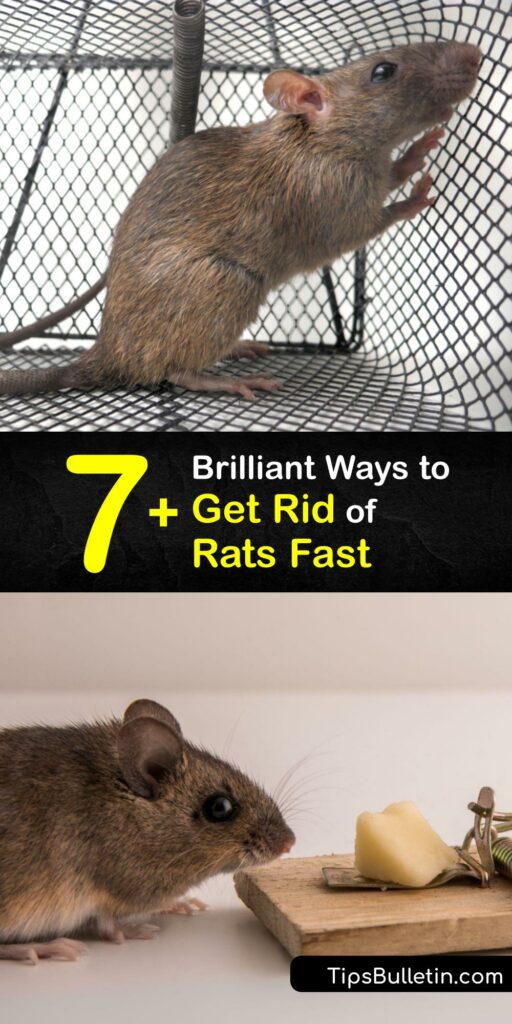When you have rodents like roof rats, skip harmful rat poison and a costly pet control service. Carry out your own DIY rat removal. Address your rat infestation with a live trap, essential oils, or boric acid, to achieve rat control. #get #rid #rats #house #fast