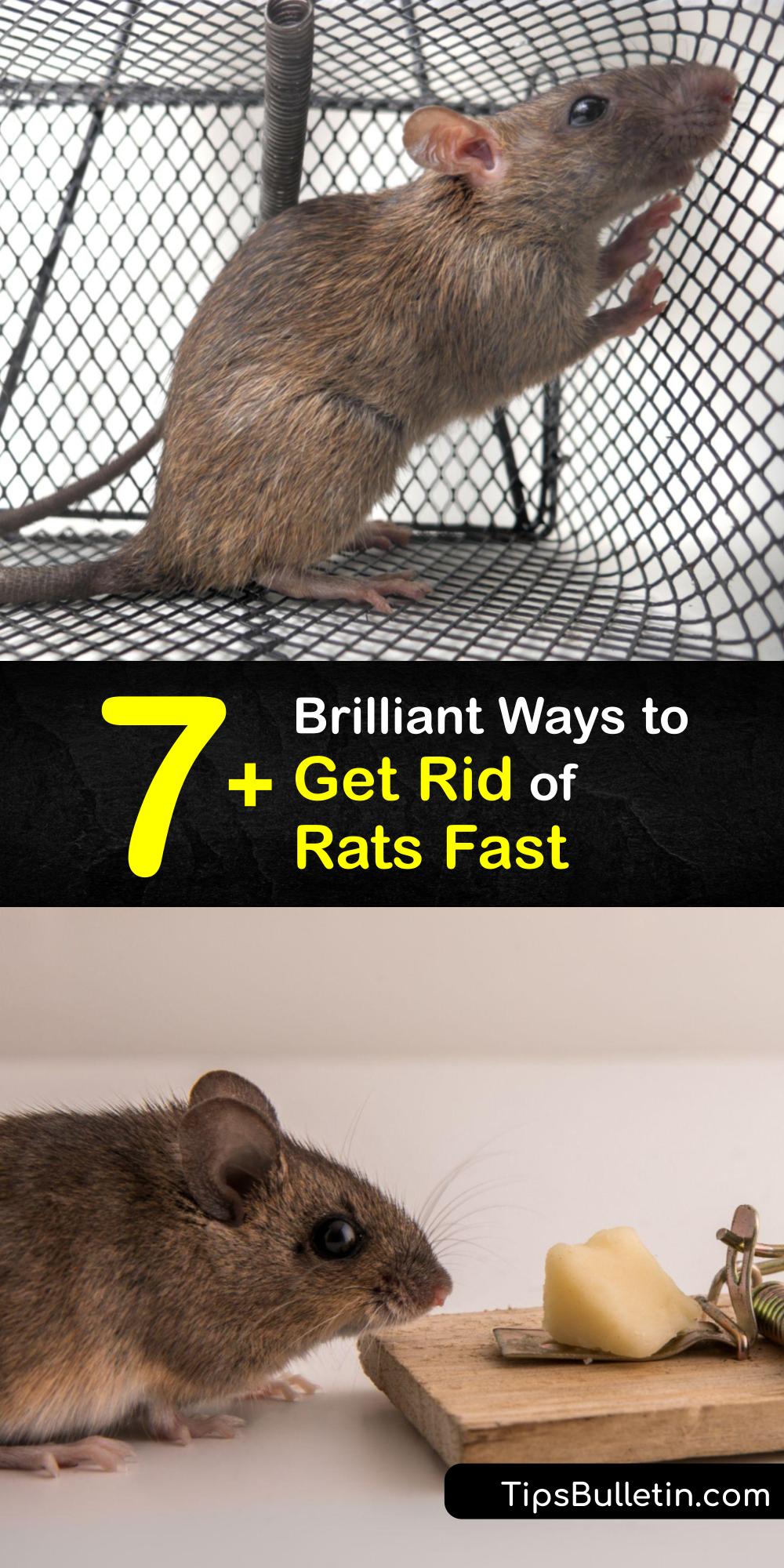 Get Rid of House Rats Tips for Controlling the Rat Population