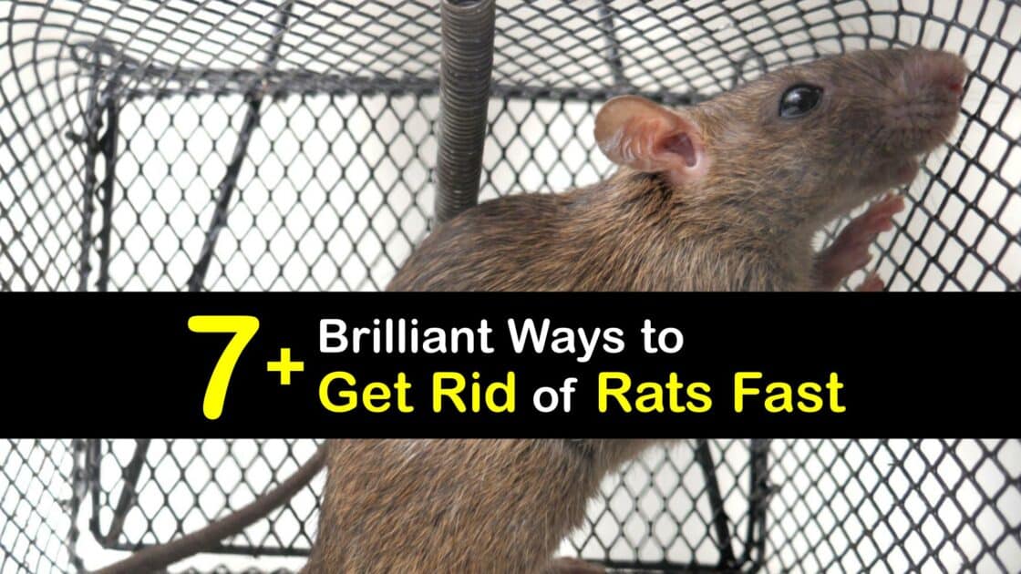 Get Rid of House Rats Tips for Controlling the Rat Population