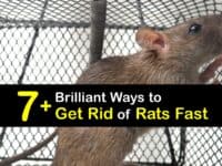 How to Get Rid of Rats in the House Fast titleimg1
