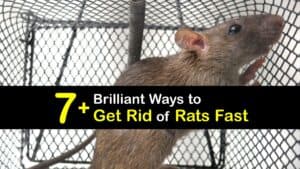 How to Get Rid of Rats in the House Fast titleimg1