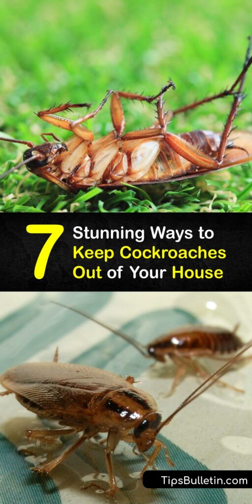 From North Carolina to Florida, homeowners seek pest control for a cockroach infestation. If you have indoor or outdoor roaches, cockroach control is vital. Use boric acid, DIY roach spray, homemade sticky traps, and good maintenance to tackle a roach infestation fast. #get #rid #roaches #outside