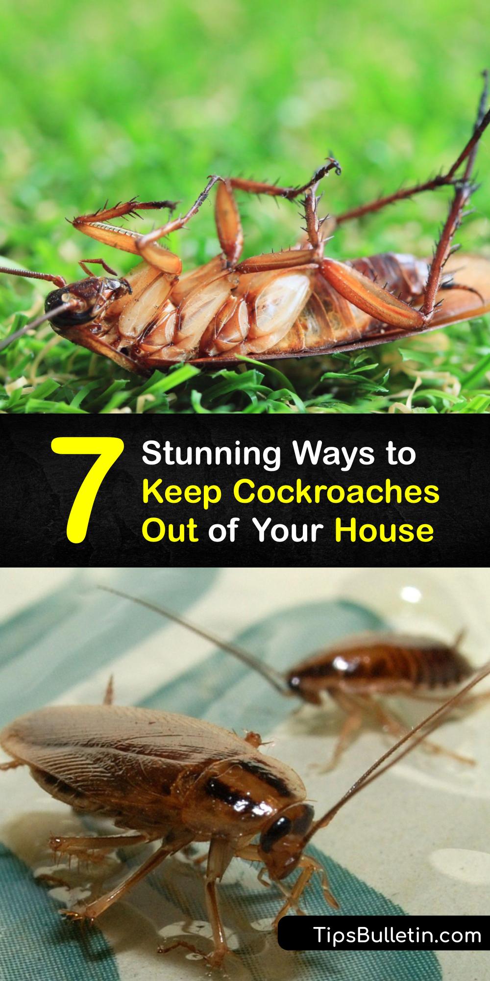 Get Rid of Roaches Outdoors Controlling Cockroaches Outside