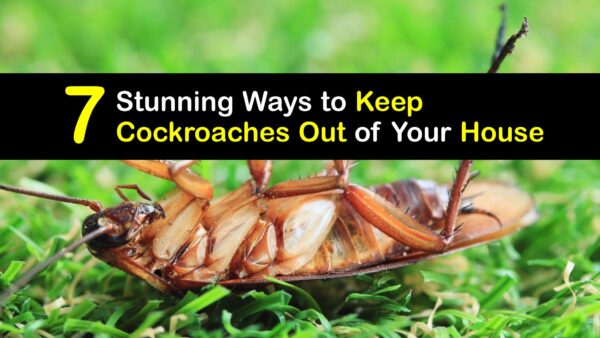 Get Rid of Roaches Outdoors - Controlling Cockroaches Outside