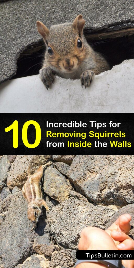 Squirrel removal is one of the trickier aspects of pest control. Learn how to trap and repel squirrels to eliminate them from your walls. Whether you have a grey squirrel, flying squirrel, baby squirrel or a group of ground squirrels, squirrel repellent gets rid of them. #get #squirrels #out #walls