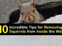 How to Get Squirrels Out of Your Walls titleimg1