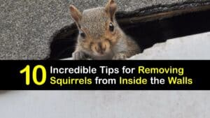 How to Get Squirrels Out of Your Walls titleimg1