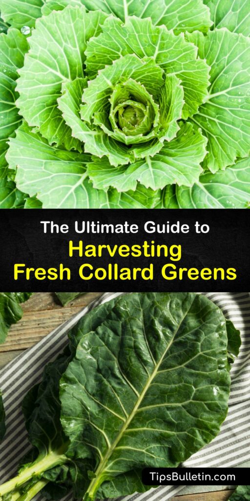 Learn how and when to harvest collard greens (Brassica oleracea var. Viridis) for the tastiest leafy greens. Collard plants are a member of the cabbage family. These cool weather crops produce dark green leaves that taste great raw or cooked. #howto #harvest #collard #greens