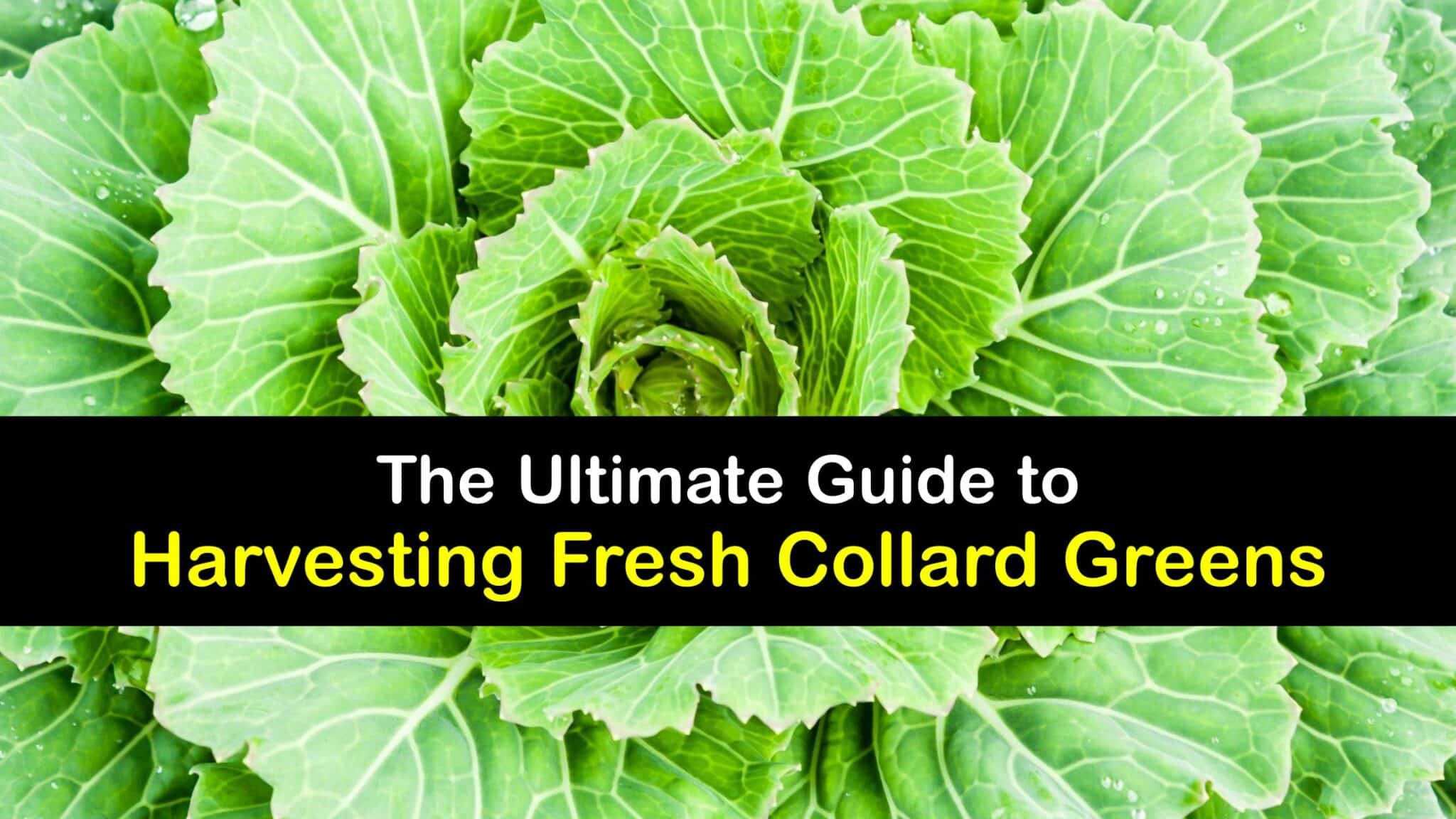 Collard Green Harvesting How and When to Pick Collard Greens