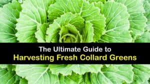 How to Harvest Collard Greens titleimg1