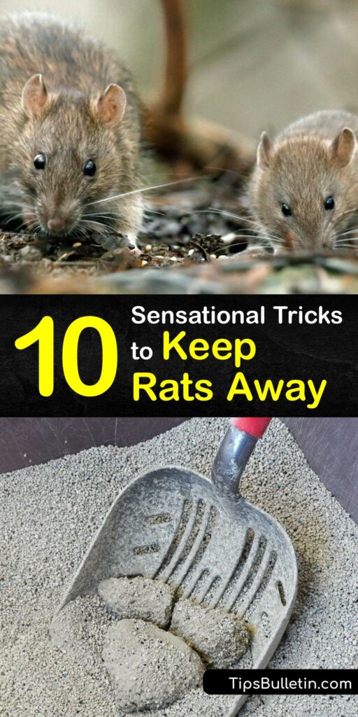 Whether you have roof rats or black rats, learning to kill and repel rats ends a rodent infestation. Skip dangerous rat poison and use a live rat trap or snap trap to catch pests. Store pet food properly and seal entry points to boost the success of your pest control. #keep #rats #away