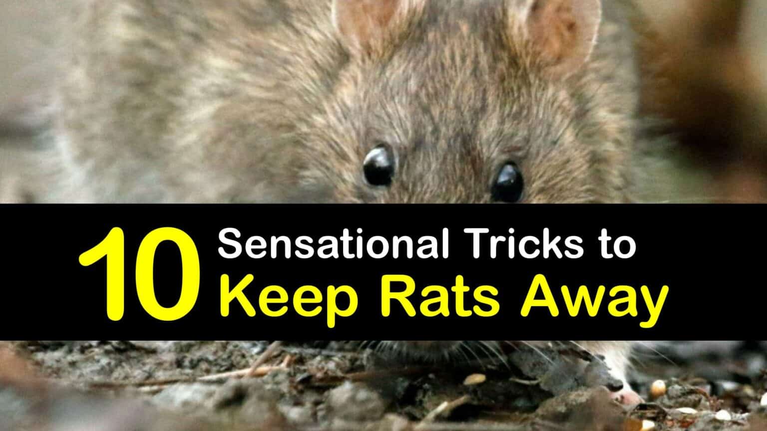 Repelling Rats Clever Ways to Deter Rats