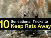 How to Keep Rats Away titleimg1