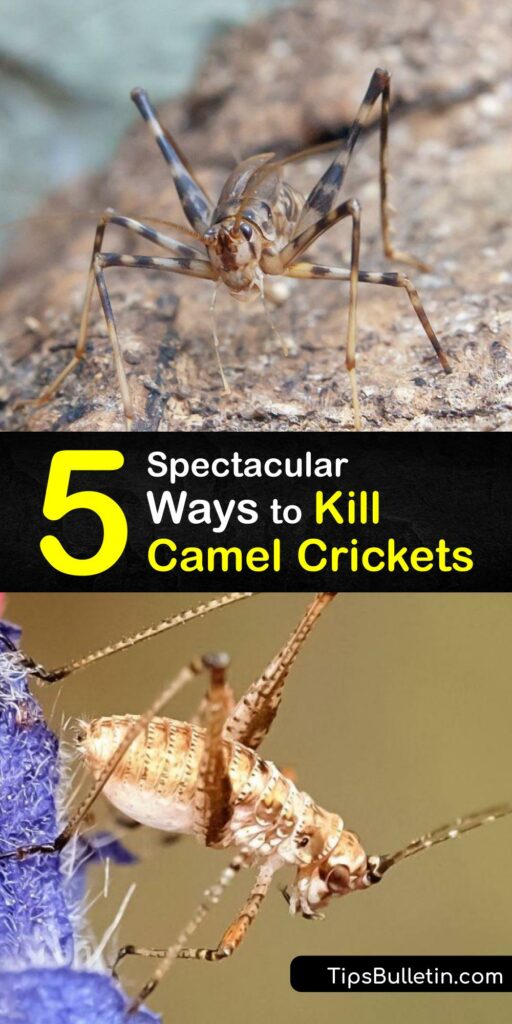 Learn how to eliminate a camel cricket with smart pest control methods and prevent an infestation. Unlike the field cricket and house cricket, the camel cricket has a humped abdomen and long hind legs. They are easy to catch with a sticky trap. #howto #camel #crickets #getridof