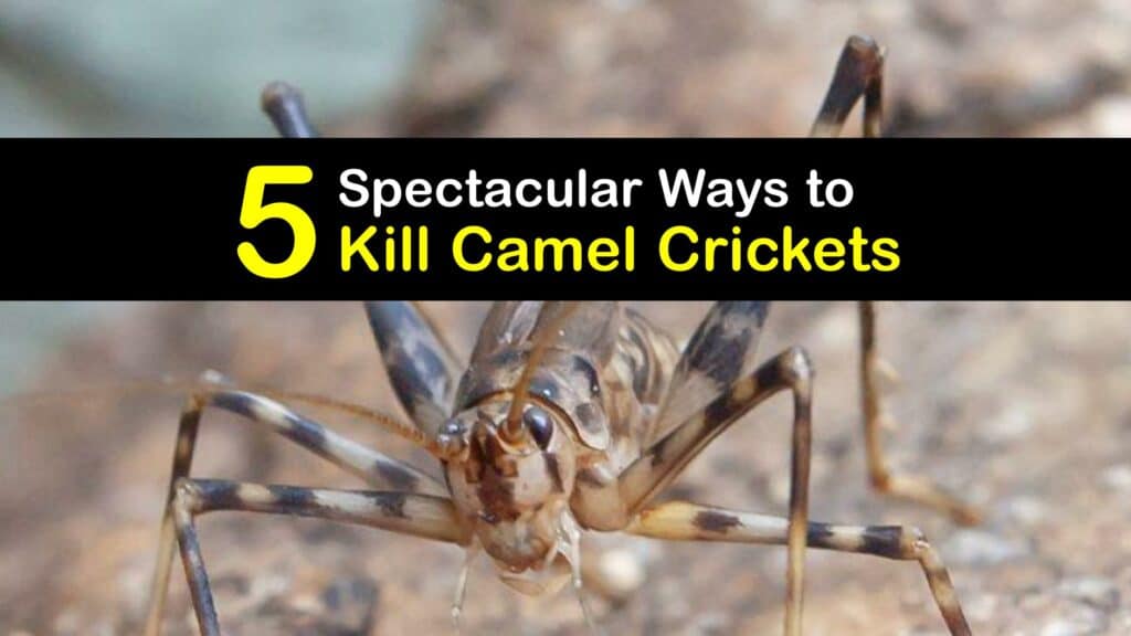 How to Kill Camel Crickets titleimg1