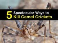 How to Kill Camel Crickets titleimg1