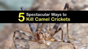 How to Kill Camel Crickets titleimg1