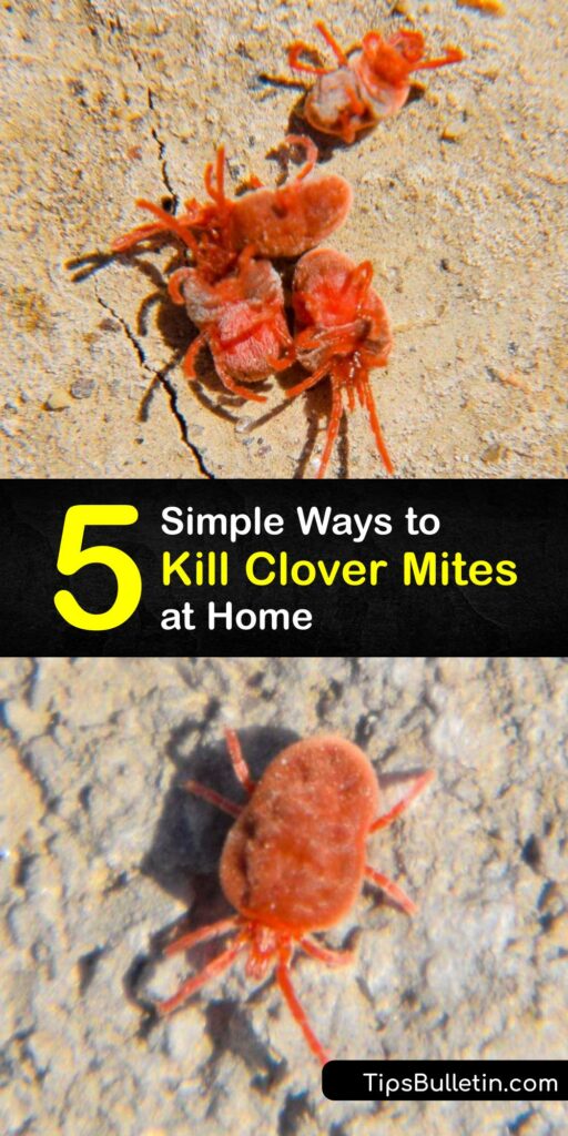 An adult clover mite population (Bryobia praetiosa) contains tiny red bugs which must be removed during lawn care. Like a bed bug or spider mite issue, insect control for clover mites is possible without a pest control service, using items like boric acid and dish soap. #getridof #clover #mites