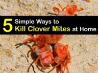 How to Kill Clover Mites titleimg1