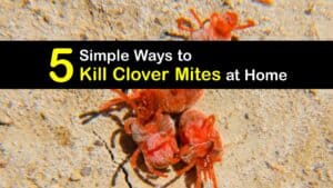How to Kill Clover Mites titleimg1