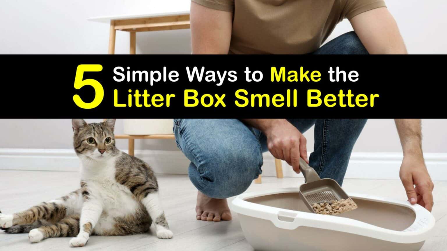 Eliminate Litter Odors Tricks to a BetterSmelling Litter Box