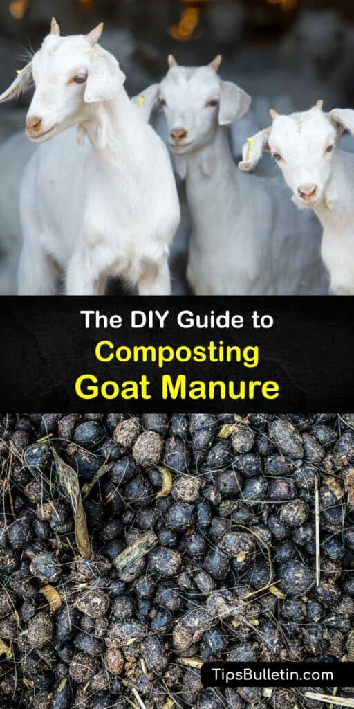 Animal manure like rabbit manure, cow manure, and goat manure, is perfect organic matter for your compost pile. Mix goat poop into your composter to make goat manure compost. Enjoy free organic fertilizer for your plants. #make #goat #manure #compost