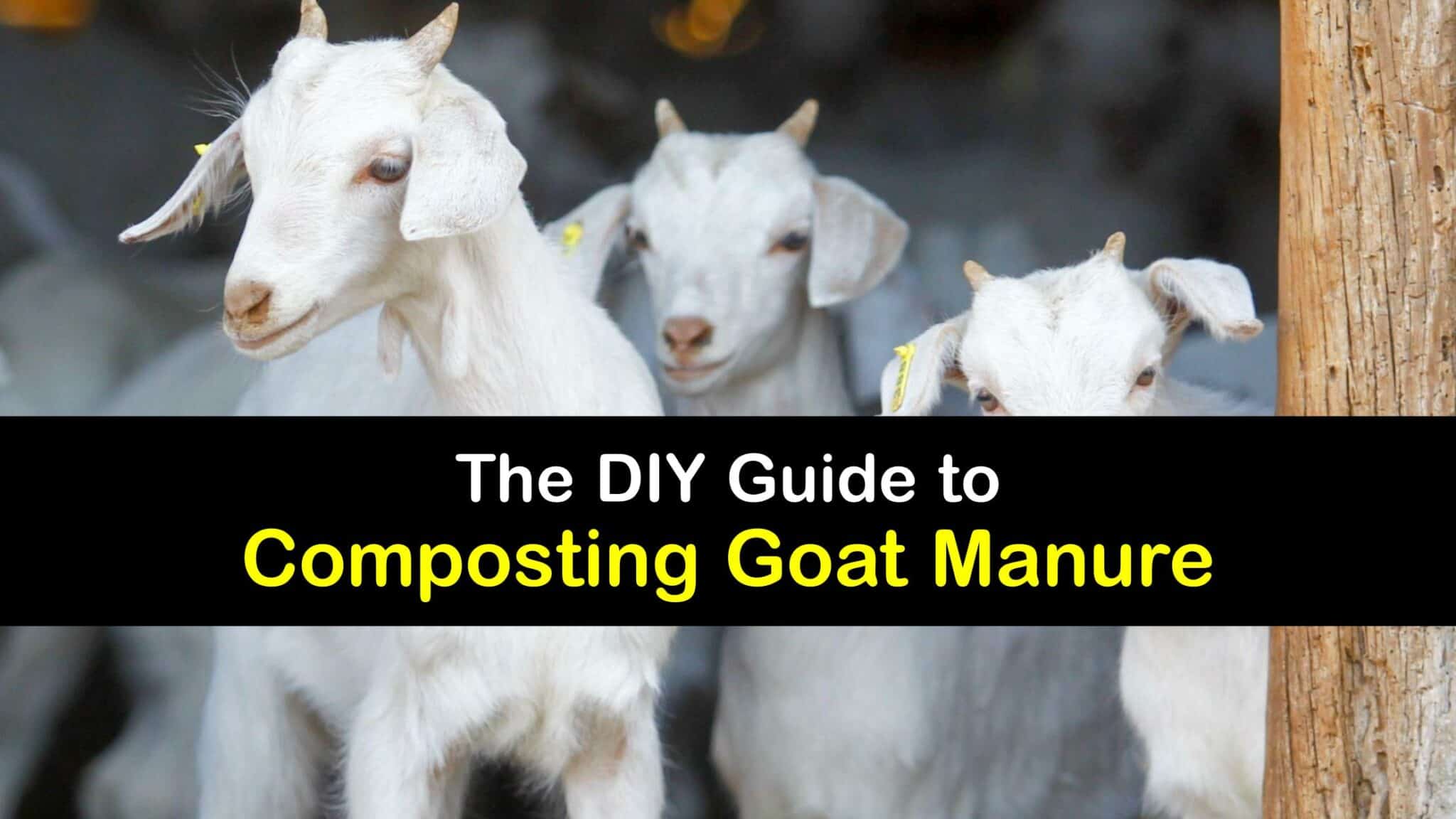 Simple Goat Manure Fertilizer Composting Goat Dung